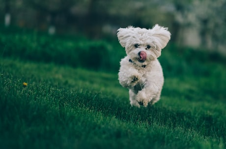 狂犬疫苗怎么打？安全又有效的注射方法