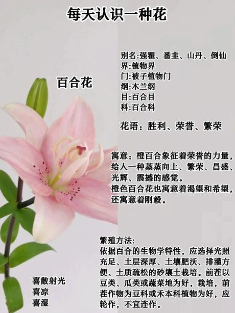 百合花的寓意，百合花的寓意及其文化内涵