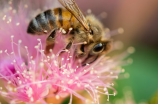 蜂罗隐：传说中的神秘生物