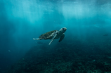 贾努扎伊：神秘的热带海洋生物