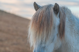 pony是什么牌子，揭秘贵阳地标——pony是什么牌子