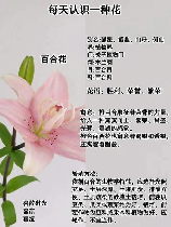 百合花的寓意，百合花的寓意及其文化内涵