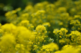 江西油菜花(江西油菜花盛开 揭秘中国最美的花海)