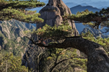 黄山四绝指的是哪四个(黄山四绝指的是哪四个：要想看尽黄山美景，这四个绝对不能错过！)