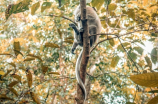 猴子打野(猴子打野强势回归，陪你在峡谷战场玩转经典)